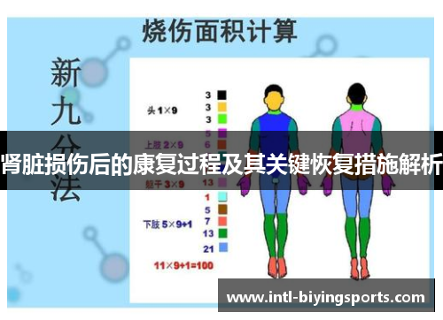肾脏损伤后的康复过程及其关键恢复措施解析
